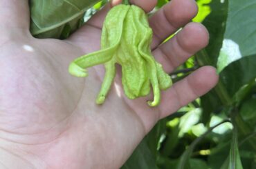 Found this in the garden today