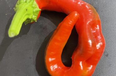 First pepper picked!