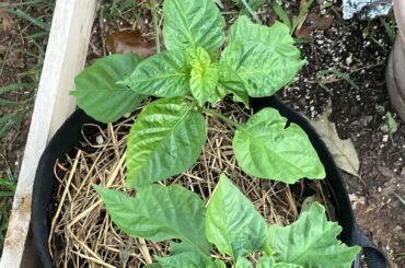 What is eating my habanero!