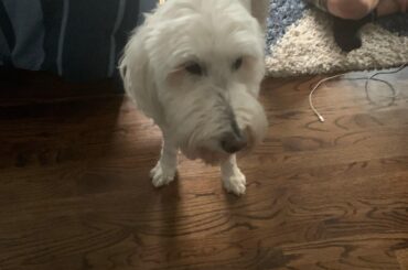 can dogs eat stackers?