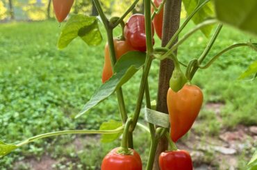 Pepper ID