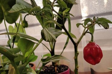 Please if someone knows this pepper