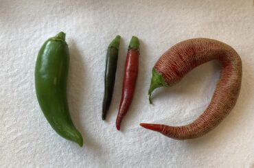 Coworker gave me a bunch peppers.