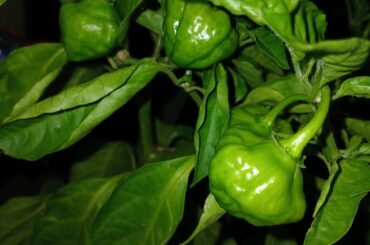 Why are my habanero mishapened