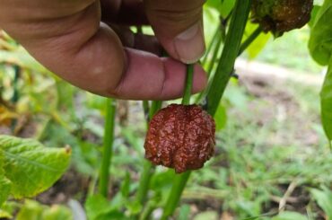 I thought "why not?" when I saw the baby plant at Lowes