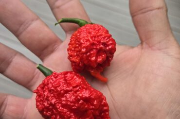 Picked my first reapers