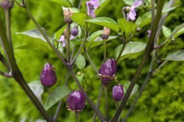 Which pepper is this?