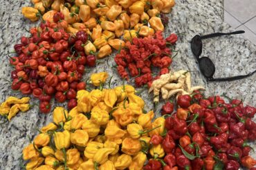 Little evening harvest