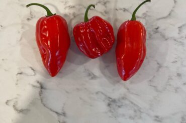 Help identifying pepper