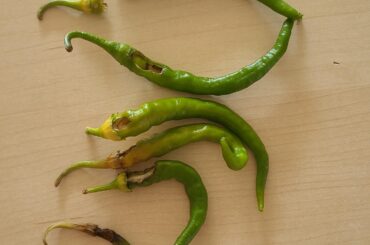 Holes in my chillies