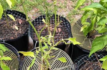 Will they grow back?