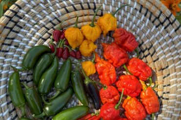 It was a good pepper day in the garden.