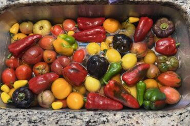 Another batch of fresh picked garden salsa