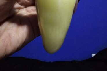 Can anyone help me id this pepper?