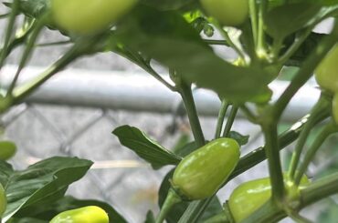 Need help identifying pepper