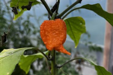 My first Carolina Reaper Orange