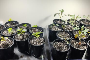 Suspect I have been Pepper Joe'd - Australian Edition