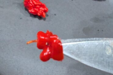 Update: Ragnarok F5 taste test