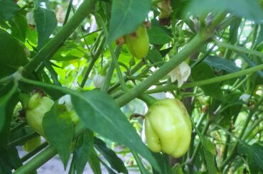 Rawit pepper mutation?