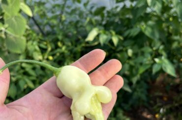 Aji Confusion (Capsicum Baccatum)