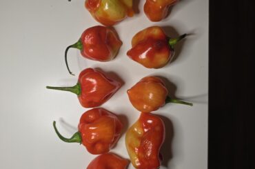 Any idea what these are?  i dont think they're all habanero