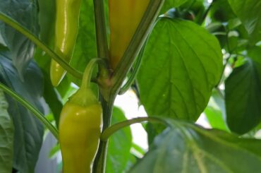 Hungarian wax question