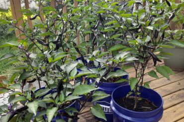 My Purple Murasaki plants are going haywire!