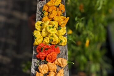 After taking this pic I realized there were more than "a couple" ripe pods today so I had to grab the big mixing bowl for the rest.