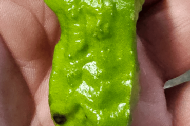 Mystery pepper plant popped up in our garden. Can someone tell me what it is?