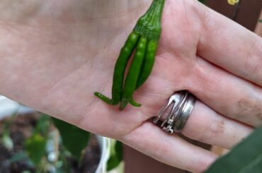 It's growing triplets XD