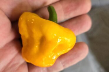 First ripe peppers, but I'm bummed
