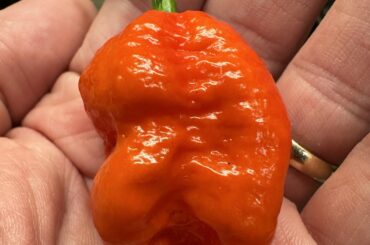 First Armageddon Pepper