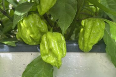 First time growing peppers, “Zing” and “Congo Black”