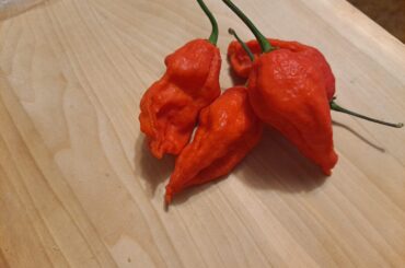 Red Habanero Questions