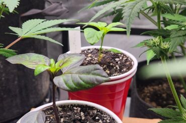 Black Cuban and Yatsufusa seedlings