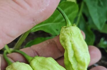 Sugar rush peach, almost there .