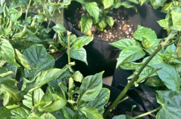 Anyone got a copy of The Book Of Armaments I can borrow?