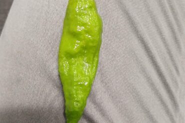 Free pepper from work