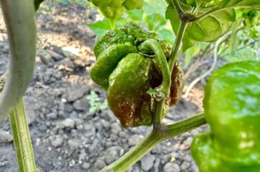 ID please, it supposed to be carolina reaper