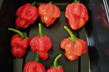 First Trinidad Scorpion harvest of the year. Looking angry.