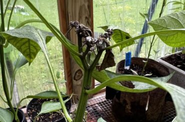 What is happening to my pepper plants?!