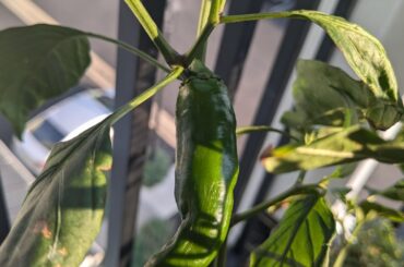 Carolina Reaper x Sriracha