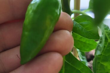 What is the name of these?