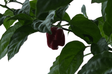 Bhut jolokia questions