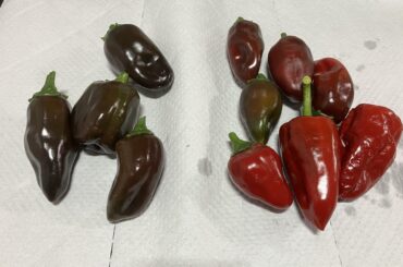 What did I grow? Left is maybe some Korean chili and right is supposed to be Scotch Bonnet?