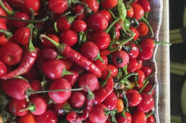 What to do with these peppers