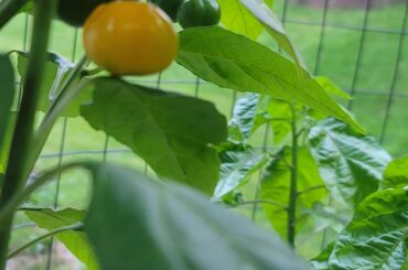 I present to you my Pepper Joe authentic Jamaican Scotch Bonnets. :/