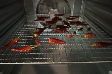 Dehydrating our spicey peppers - when do I know the peppers are fully dehydrated?