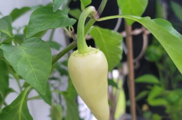 What kind of pepper is this?