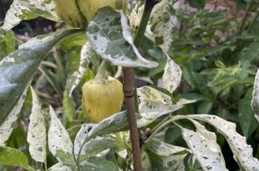 candy cane chocolate, looking marvelous